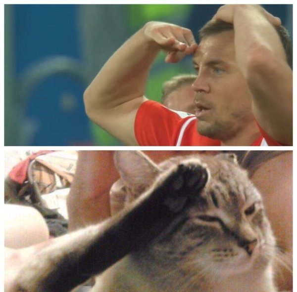 Кот отдает честь лапой