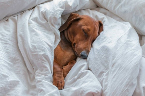 Кровать для собаки