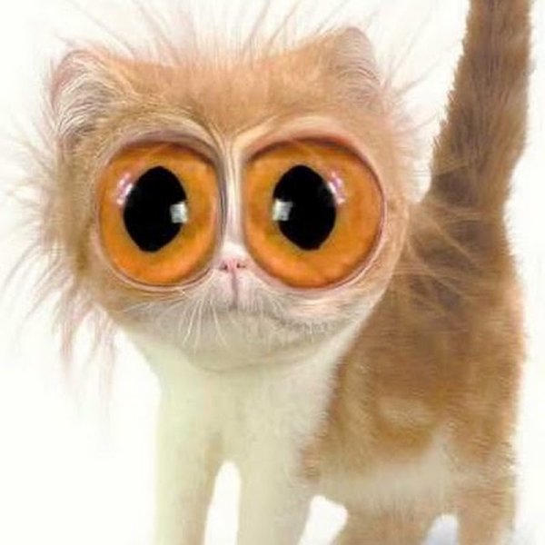 Кот с вытаращенными глазами