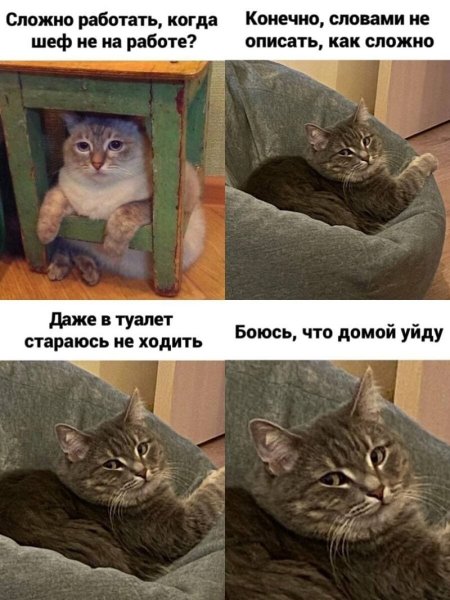 Смешные мемы с котами