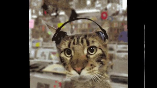 Кот в наушниках Мем