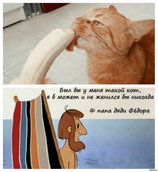 Был бы у меня такой кот