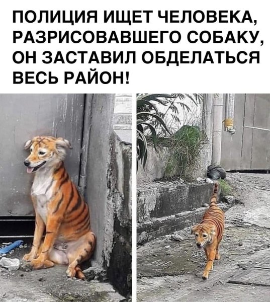 Собаку раскрасили в тигра
