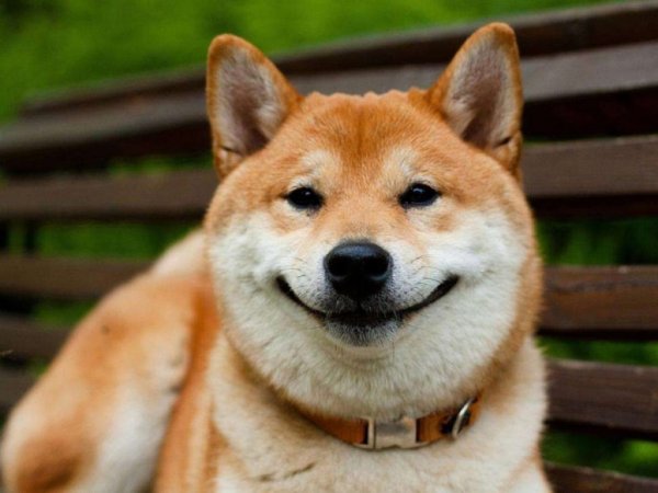 Сиба ину щенок