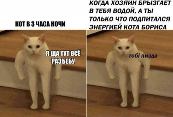 Накаченный котик