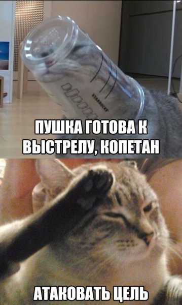 Кот отдает честь