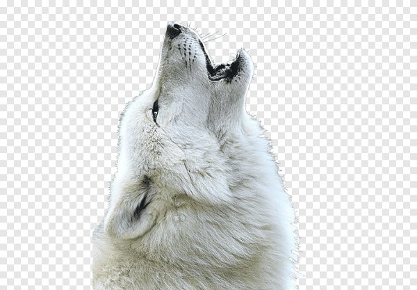 Волк воет на белом фоне