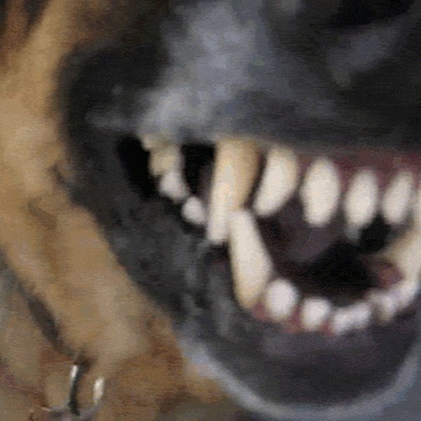 Собака ржет