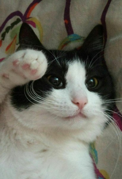 Котик честь