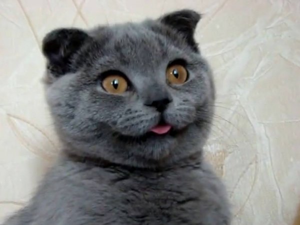 Кот британец тупой