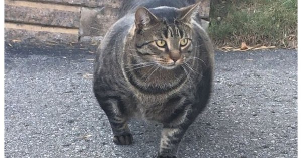 Накаченный кот