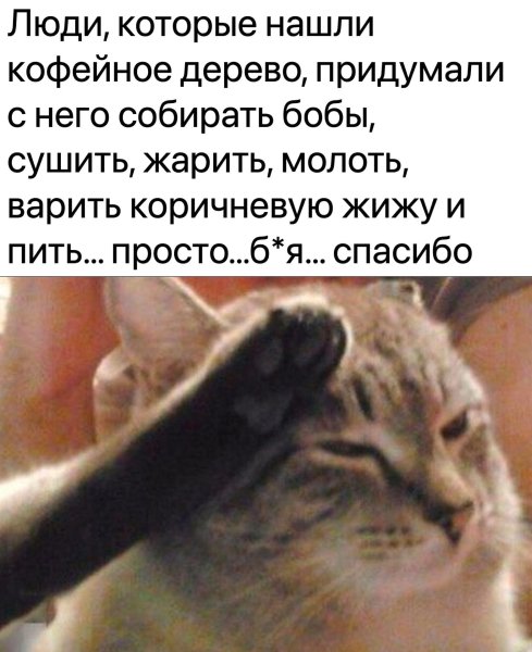 Котик пресс ф