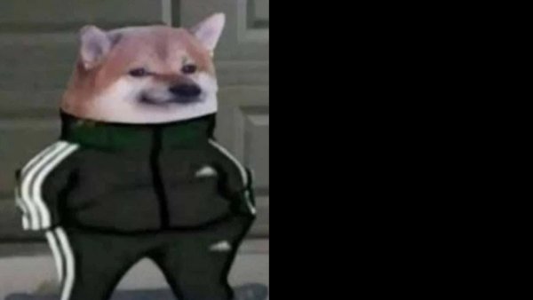 Doge в костюме адидас