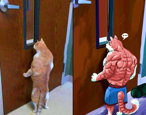 Кот с мышцами