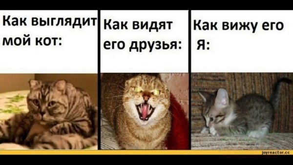 Смешные мемы с кошками