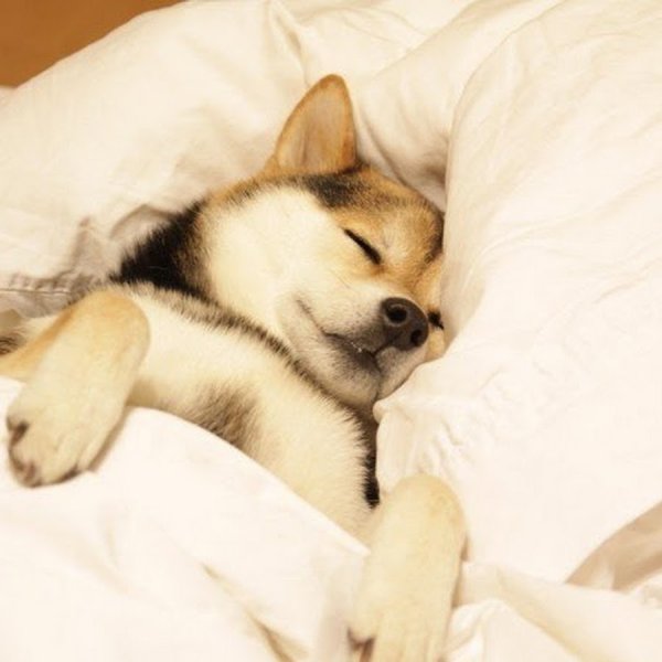 Собака спит на кровати