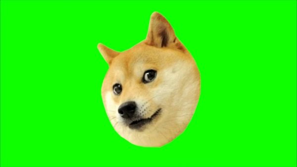 Собака на зеленом фоне