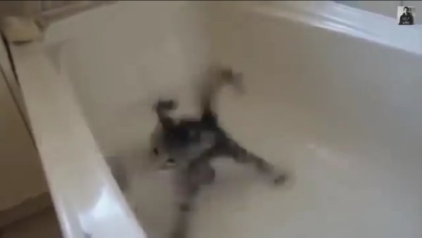 Котик в ванной