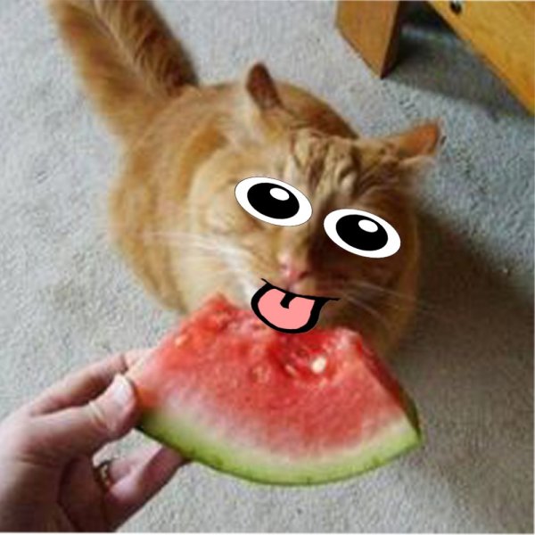 Кот с арбузом на голове