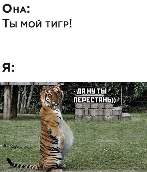 Мой ти