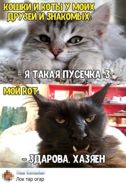 Кот зашли поржали