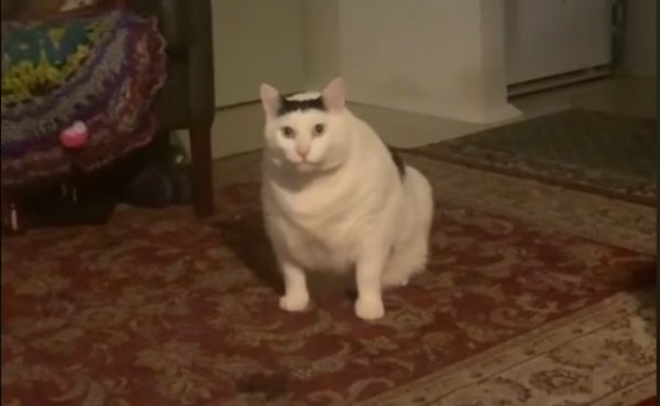 Жирный кот мяукает