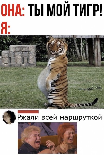 Смешной тигр