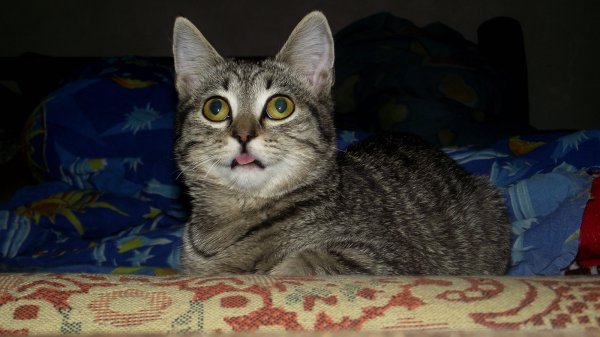 Сигнал потерян кот