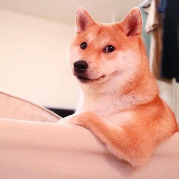 Шиба ину Doge