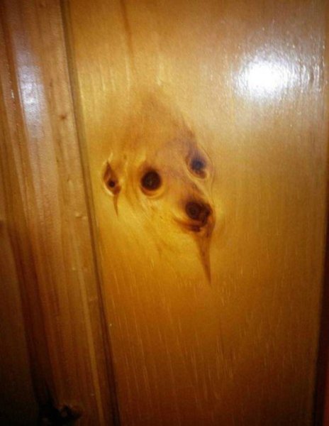 Собака на дереве