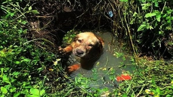 Животное тонет в болоте