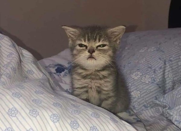 Котенок проснулся