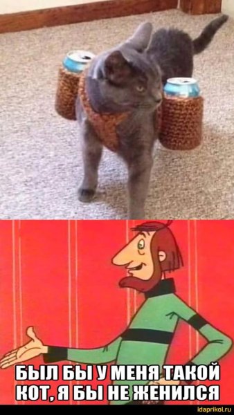 Был бы у меня такой кои