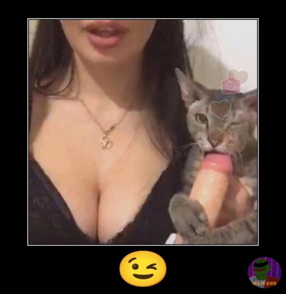 Если бы у меня был такой кот прикол