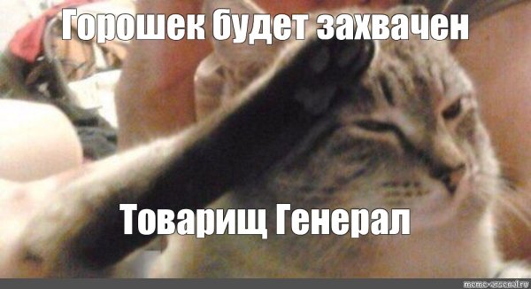 Кот отдает честь