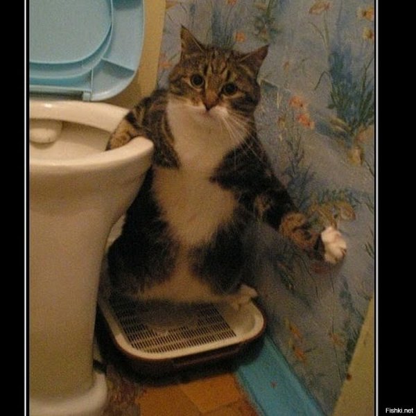 Смешной кот на унитазе