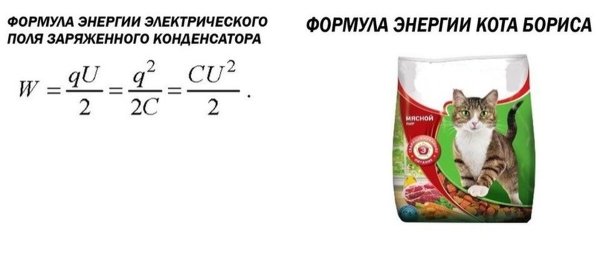 Секрет энергии кота Бориса