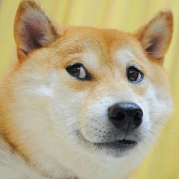 Мемы с собаками