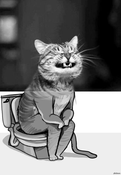 Котик гадит