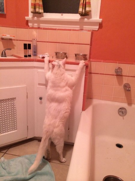 Накаченный кот