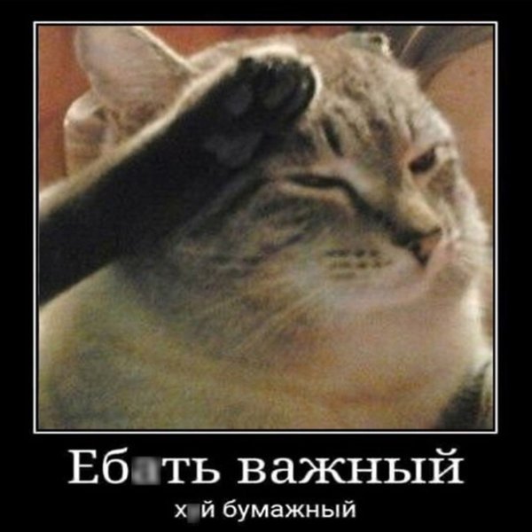 Кот отдает честь Мем