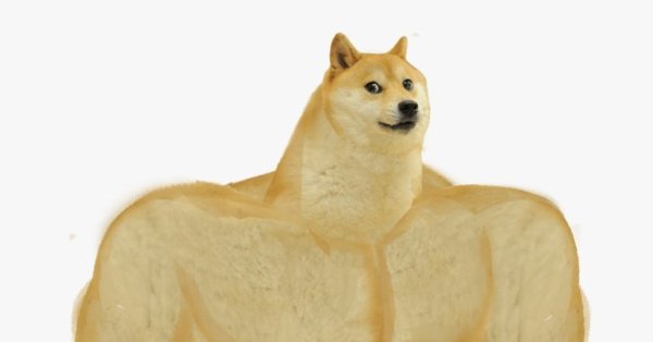 Собака сиба ину качок