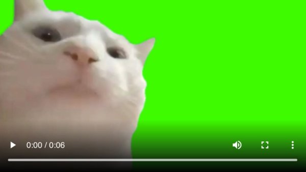 Котик флексит