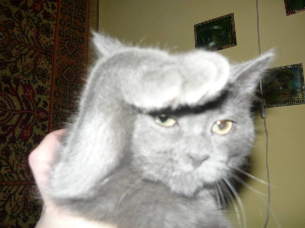 Смешной кот который отдаёт честь