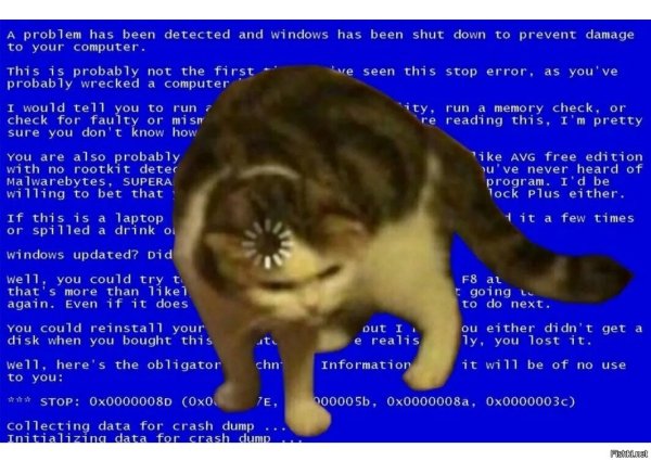 Кот непонел