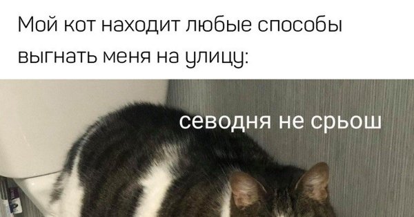 Сегодня не среш Мем кот