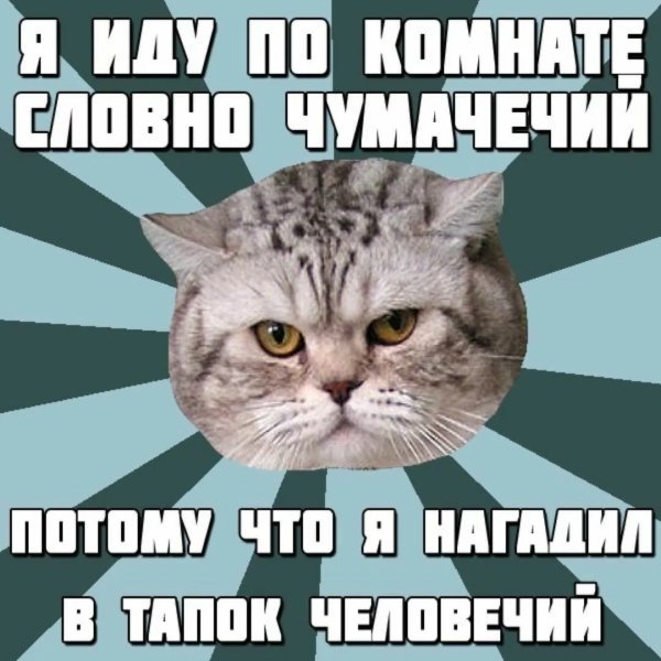 Мемы про котов