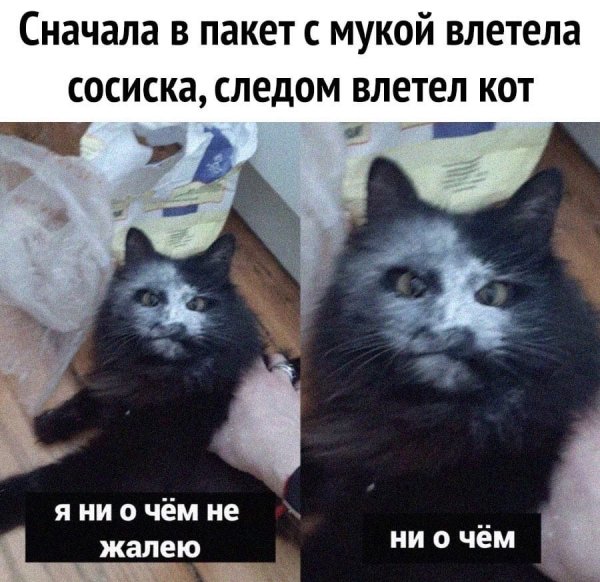 Мемы с котиками