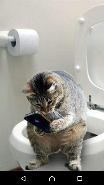 Кот сидит на унитазе с телефоном
