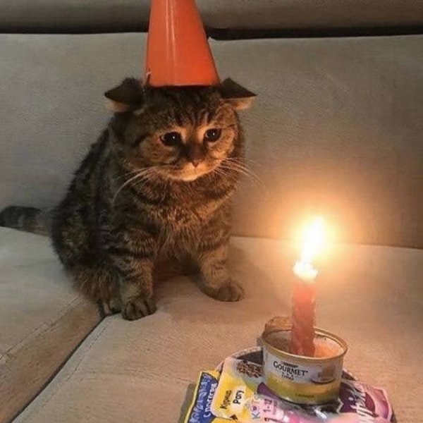 Кот в праздничном колпаке